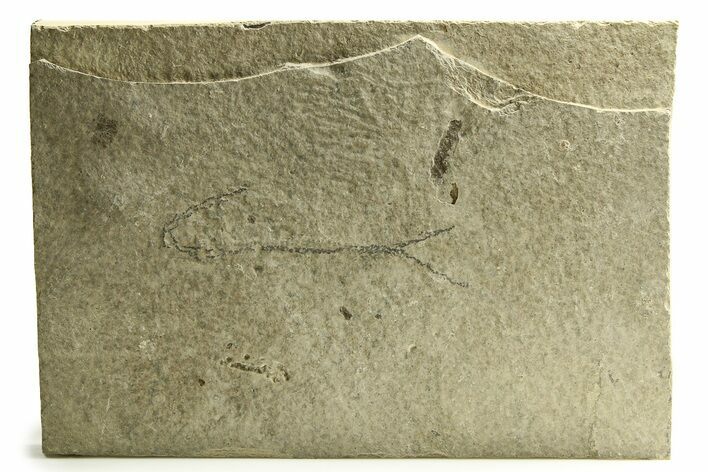 - Long, Unprepared Fossil Fish (Knightia) - Wyoming #290662